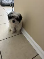 Teddy, a male Shih Tzu for sale in Clarksville, TN – Photo 3 of 3