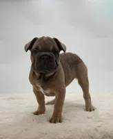 Cherie, a female French Bulldog for sale in Sugarcreek, OH – Photo 2 of 3