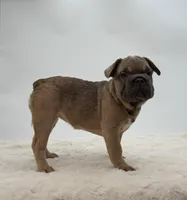 Cherie, a female French Bulldog for sale in Sugarcreek, OH – Photo 3 of 3