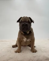 Cherie, a female French Bulldog for sale in Sugarcreek, OH – Photo 1 of 3