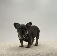 Rueben, a male French Bulldog for sale in Sugarcreek, OH – 2 of 5