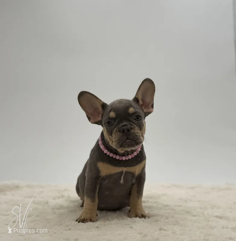 Dazzle – French Bulldog puppy for sale in Sugarcreek, OH