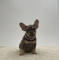 Dazzle, a female French Bulldog for sale in Sugarcreek, OH – 1 of 3