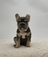 Hazel, a female French Bulldog for sale in Sugarcreek, OH – Photo 3 of 3