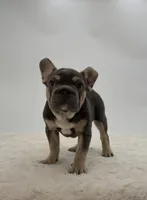 Hazel, a female French Bulldog for sale in Sugarcreek, OH – Photo 2 of 3