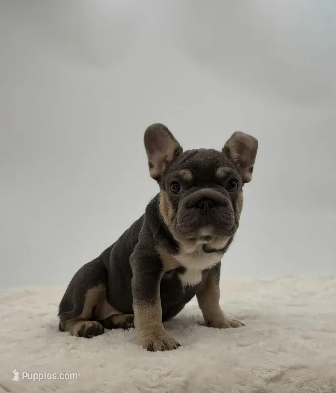Hazel – French Bulldog puppy for sale in Sugarcreek, OH