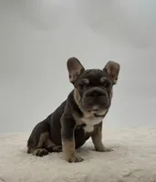 Hazel, a female French Bulldog for sale in Sugarcreek, OH – Photo 1 of 3