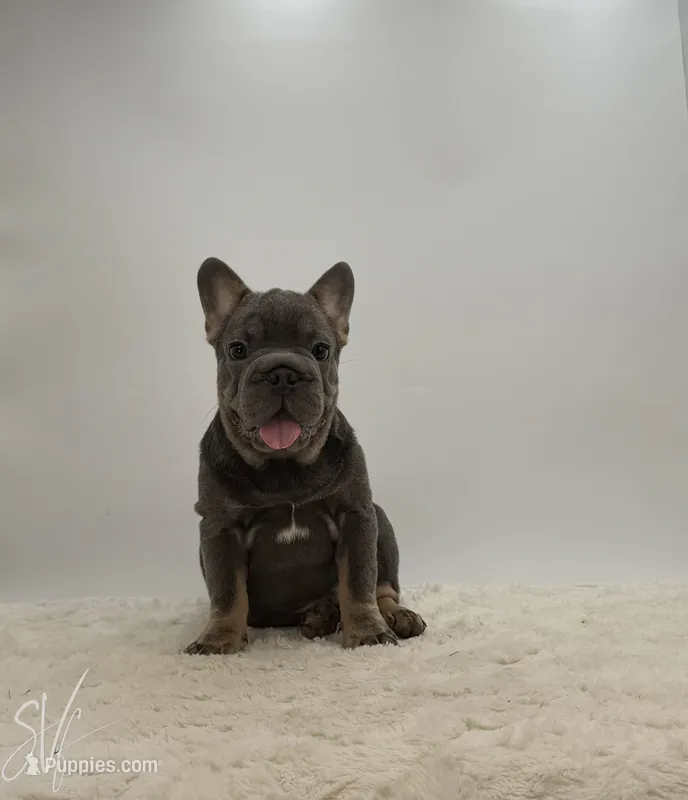 Baxter – French Bulldog puppy for sale in Sugarcreek, OH