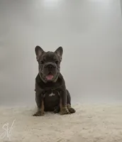 Baxter, a male French Bulldog for sale in Sugarcreek, OH – 1 of 5