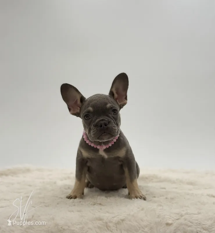 Dottie – French Bulldog puppy for sale in Sugarcreek, OH