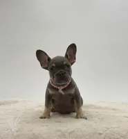 Dottie, a female French Bulldog for sale in Sugarcreek, OH – 1 of 4