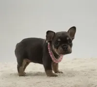 Olivia, a female French Bulldog for sale in Sugarcreek, OH – 3 of 5