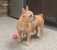 Nate, a male French Bulldog for sale in Sugarcreek, OH – 4 of 5