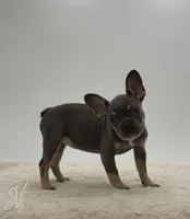 Dottie, a female French Bulldog for sale in Sugarcreek, OH – 3 of 4