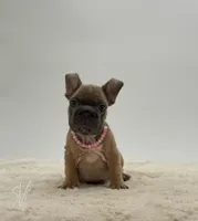Sophia, a female French Bulldog for sale in Sugarcreek, OH – 3 of 3