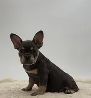 Pansy, a female French Bulldog for sale in Sugarcreek, OH – 3 of 5