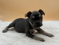 Willow, a female French Bulldog for sale in Sugarcreek, OH – 1 of 4
