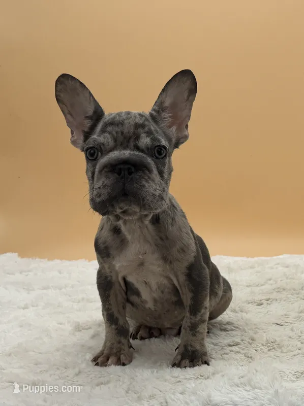Sam – French Bulldog puppy for sale in Sugarcreek, OH