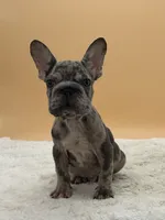 Sam, a male French Bulldog for sale in Sugarcreek, OH – 1 of 4