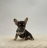Marcus, a male French Bulldog for sale in Sugarcreek, OH – 2 of 5