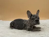 Sam, a male French Bulldog for sale in Sugarcreek, OH – 3 of 4