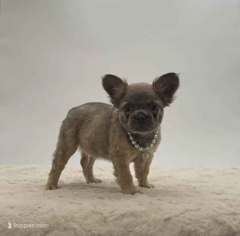 Lucky – French Bulldog puppy for sale in Sugarcreek, OH