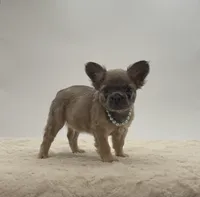 Lucky, a male French Bulldog for sale in Sugarcreek, OH – 1 of 3