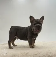 Baxter, a male French Bulldog for sale in Sugarcreek, OH – 3 of 5