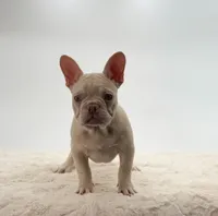 Vixen, a female French Bulldog for sale in Sugarcreek, OH – 1 of 5