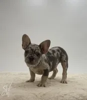 Nate, a male French Bulldog for sale in Sugarcreek, OH – 3 of 5