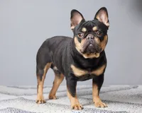 Marcus, a male French Bulldog for sale in Sugarcreek, OH – 5 of 5