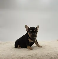 Abby, a female French Bulldog for sale in Sugarcreek, OH – 2 of 3