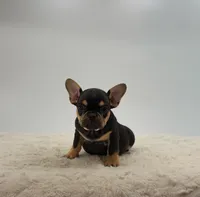 Arlo, a female French Bulldog for sale in Sugarcreek, OH – 2 of 3