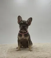 Darlene, a female French Bulldog for sale in Sugarcreek, OH – 3 of 3