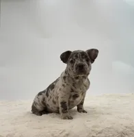 Tyson, a male French Bulldog for sale in Sugarcreek, OH – 3 of 3