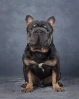 Baxter, a male French Bulldog for sale in Sugarcreek, OH – 4 of 5