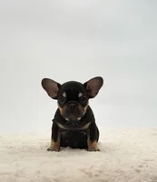 Annie, a female French Bulldog for sale in Sugarcreek, OH – 2 of 3