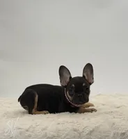 Darlene, a female French Bulldog for sale in Sugarcreek, OH – 3 of 5