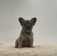 Lucky, a male French Bulldog for sale in Sugarcreek, OH – 2 of 3