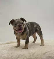 Carrie, a female French Bulldog for sale in Sugarcreek, OH – 2 of 6