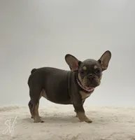 Dazzle, a female French Bulldog for sale in Sugarcreek, OH – 3 of 3