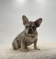 Zander, a male French Bulldog for sale in Sugarcreek, OH – 2 of 5