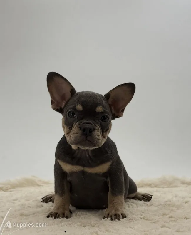 Pansy – French Bulldog puppy for sale in Sugarcreek, OH