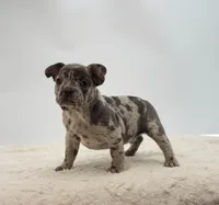 Tyson, a male French Bulldog for sale in Sugarcreek, OH – 2 of 3