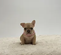 Oakly, a female French Bulldog for sale in Sugarcreek, OH – 3 of 3