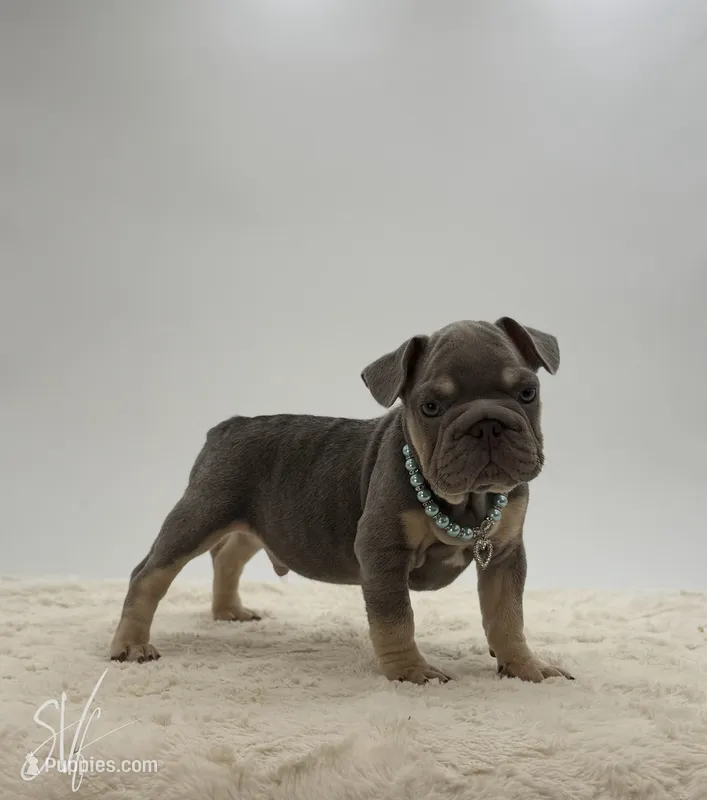 Ike – French Bulldog puppy for sale in Sugarcreek, OH