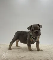 Ike, a male French Bulldog for sale in Sugarcreek, OH – 1 of 3