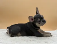 Willy, a male French Bulldog for sale in Sugarcreek, OH – 3 of 4