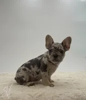 Nate, a male French Bulldog for sale in Sugarcreek, OH – 1 of 5