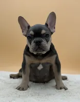 Willy, a male French Bulldog for sale in Sugarcreek, OH – 2 of 4